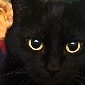 Meet your Posher, Dina